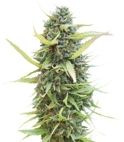 Colombian Gold fem