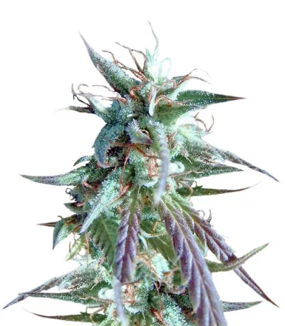 Kilimanjaro fem