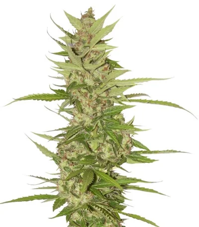 Northern Light x Big Bud Auto fem