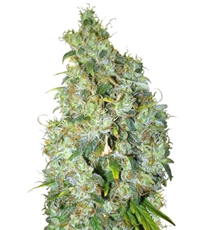 Northern Light X Skunk fem