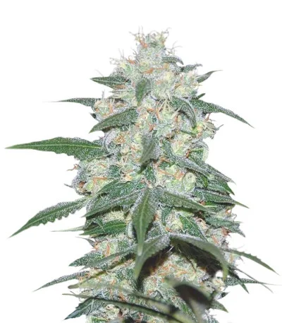 Pakistan Valley fem