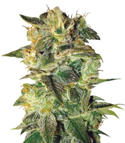 Sugar Mango Ryder auto fem